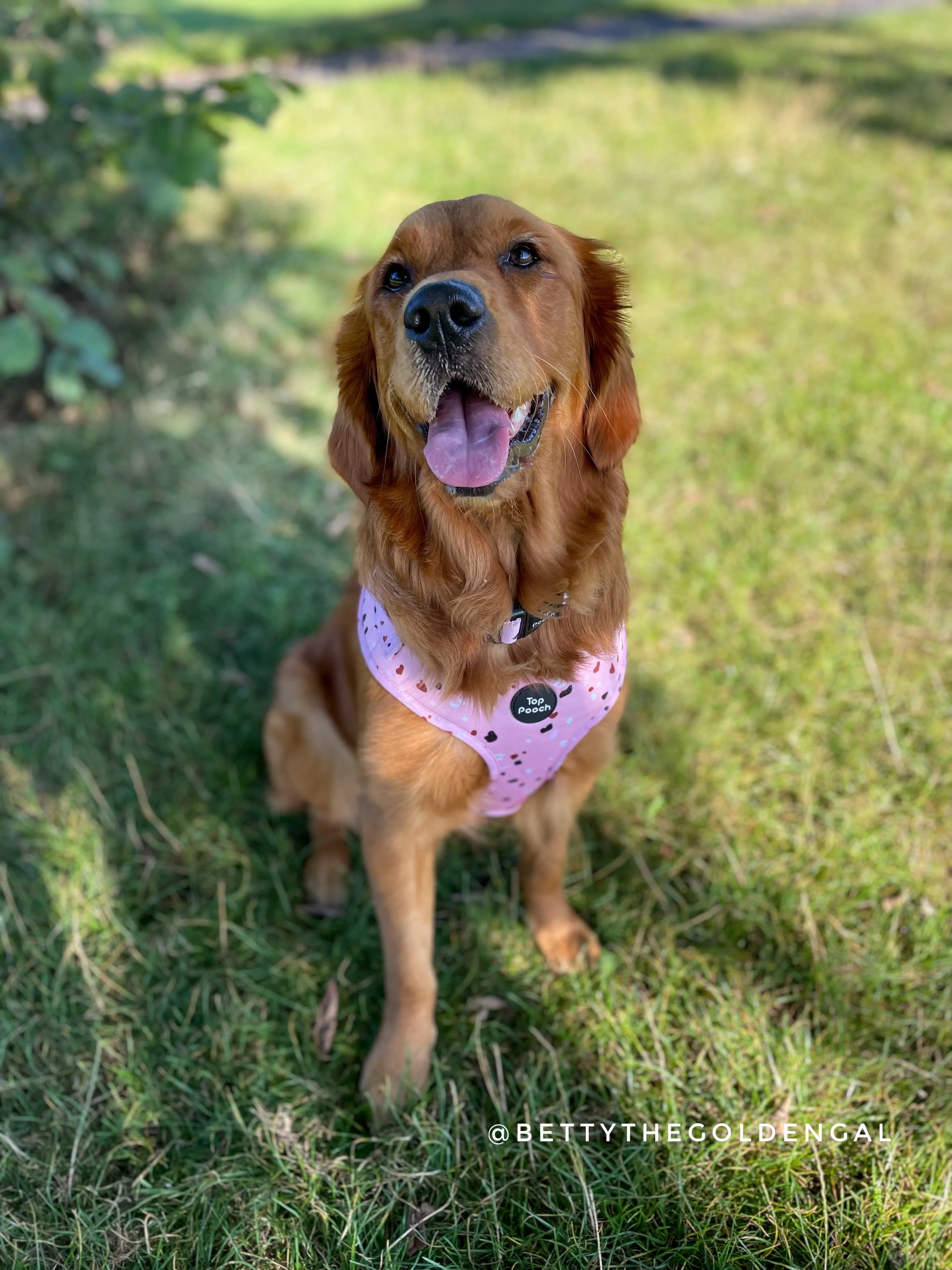 Confetti Dog Harness - Pastel Pink