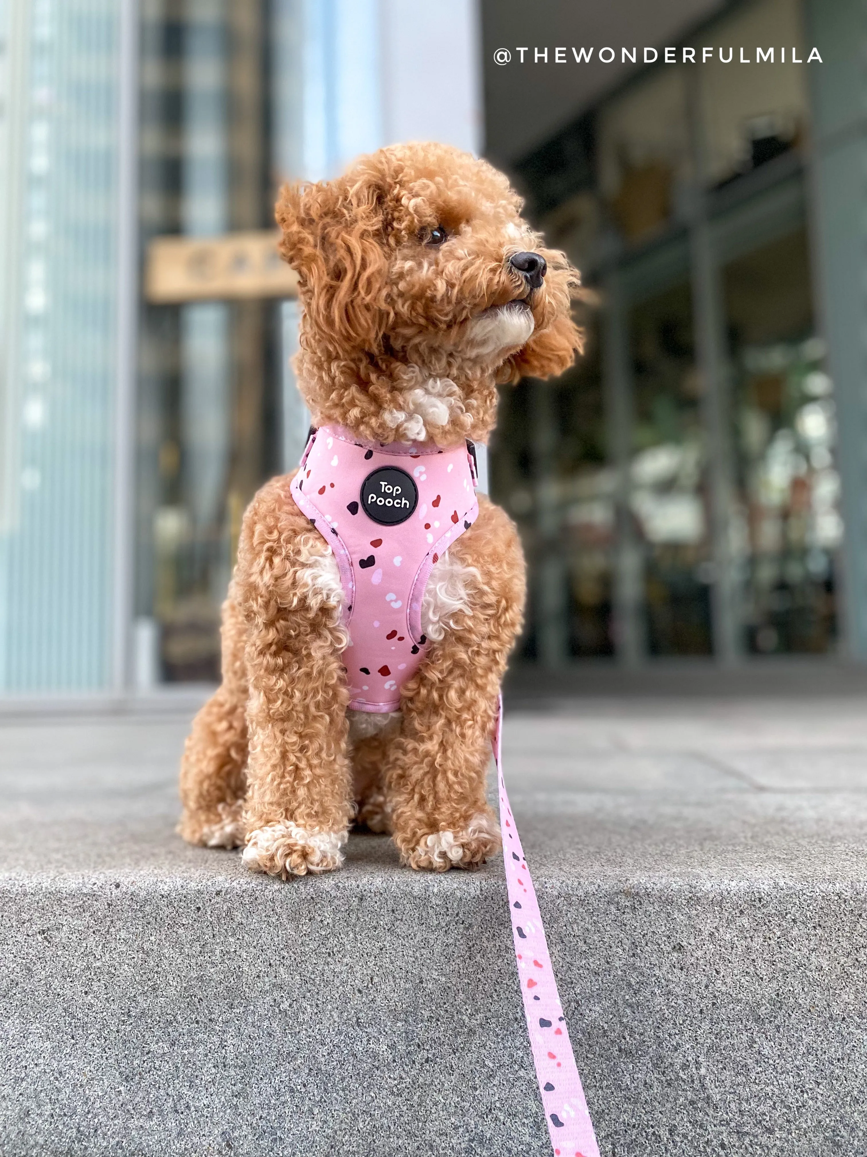 Confetti Dog Harness - Pastel Pink